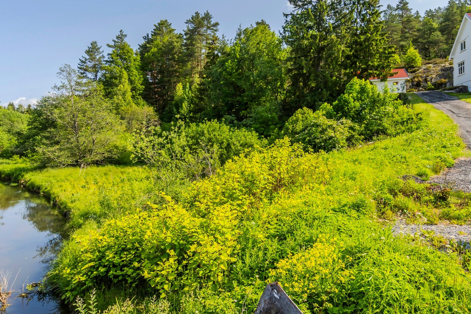 Idylisk med vakker natur, våtmarksplanter, fisk og dyreliv nær til en fremtidig bolig. Galleribilde