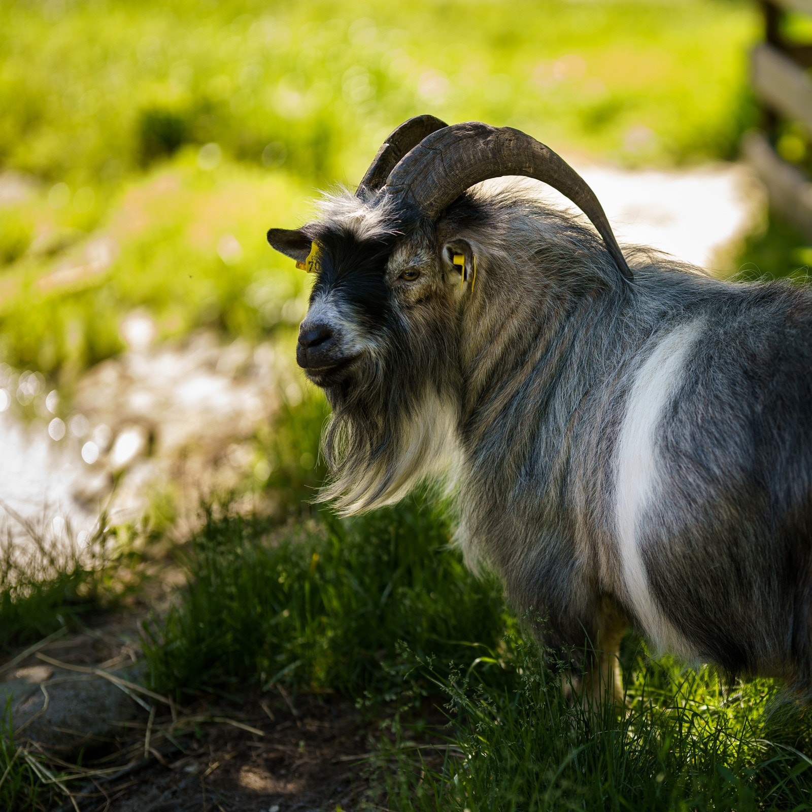 På Foldvik har de også flere dyr som er populært blant de minste. Foto fra Foldvik er tatt av Arve Kern Galleribilde