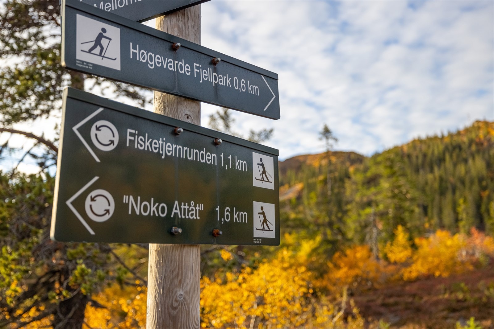 Turstier og skispor i umiddelbar nærhet Galleribilde