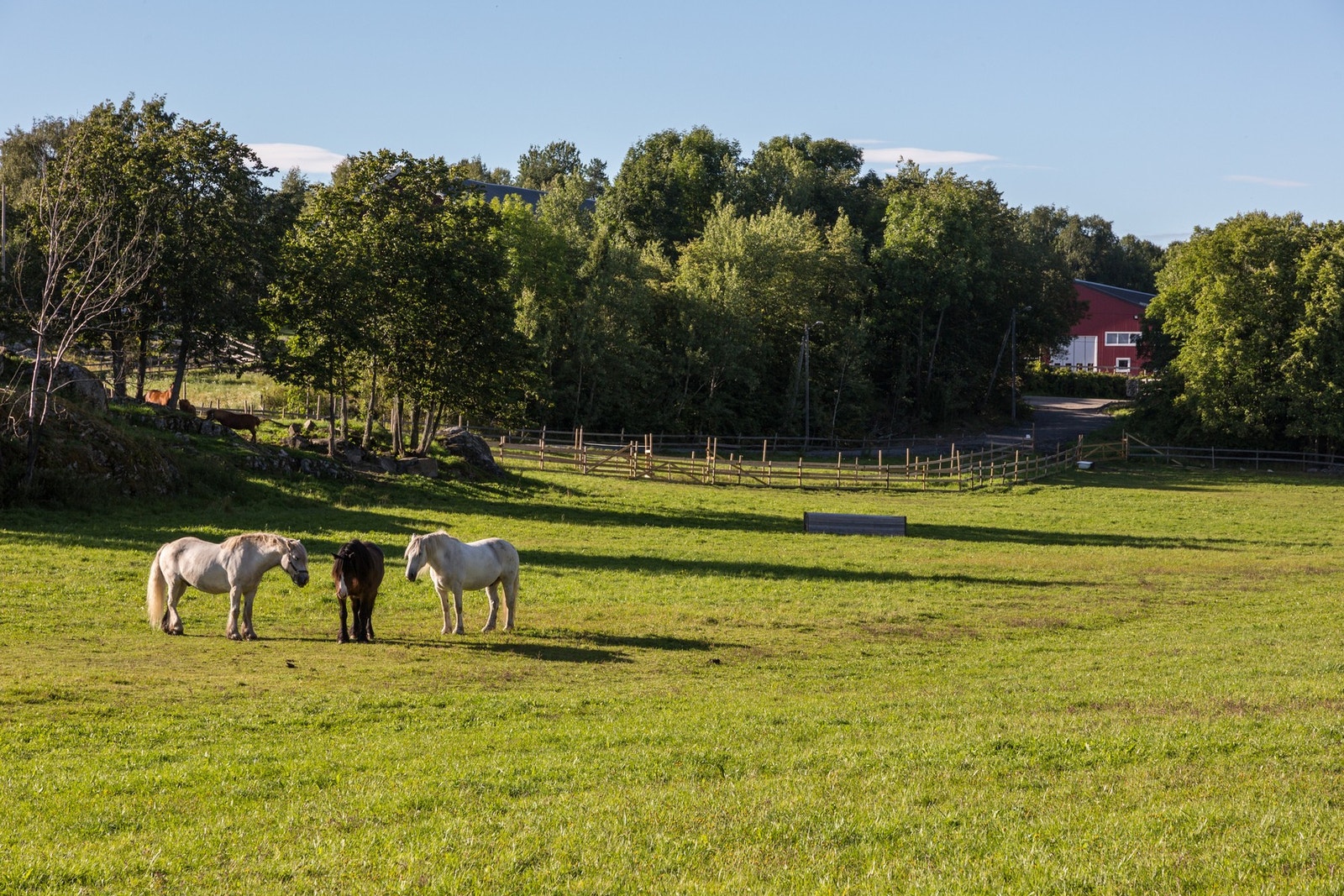 Få minutters gange til Søndre Aas gård med turmuligheter, dyr, hester og rideskole Galleribilde