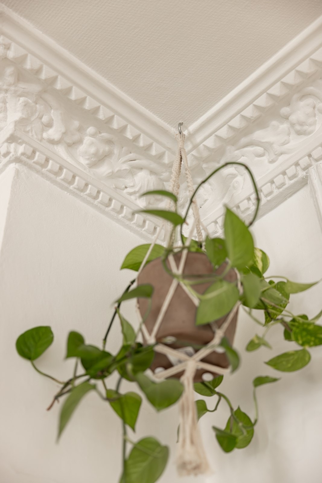 Godt bevarte detaljer som stukkatur og rosett Galleribilde