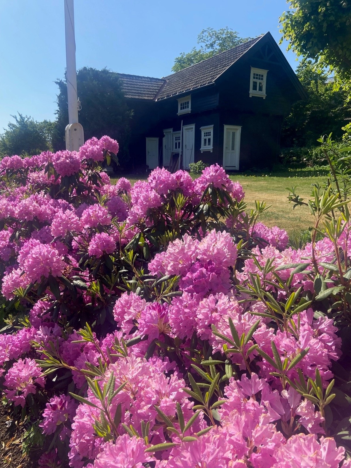 Selgers private bilder. Galleribilde