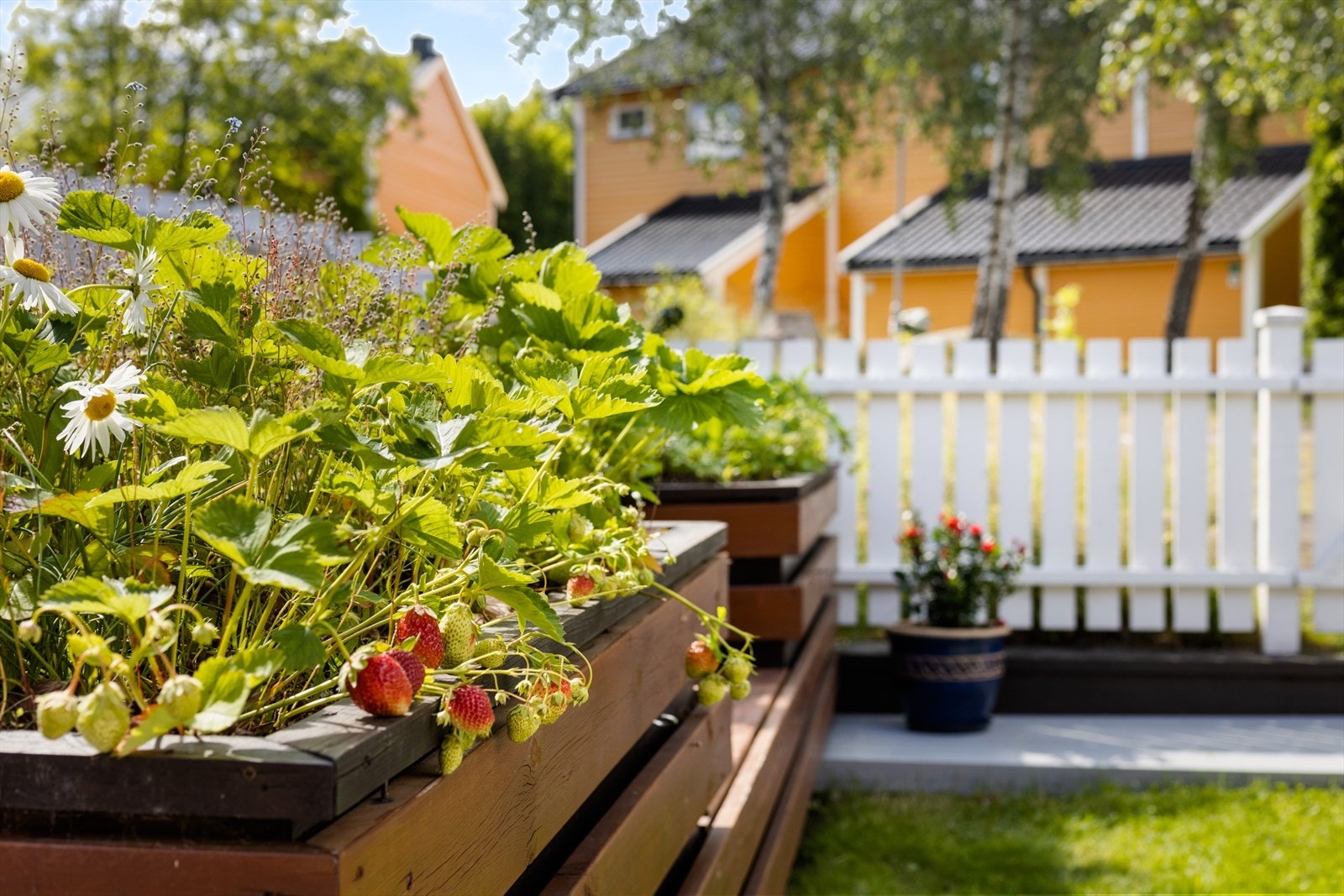 Pene plantekasser hvor det kan dyrkes jordbær og plantes pene blomster. Galleribilde