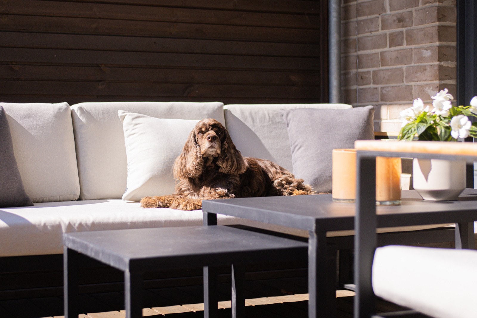 - Husdyr er tillatt i sameiet - Galleribilde