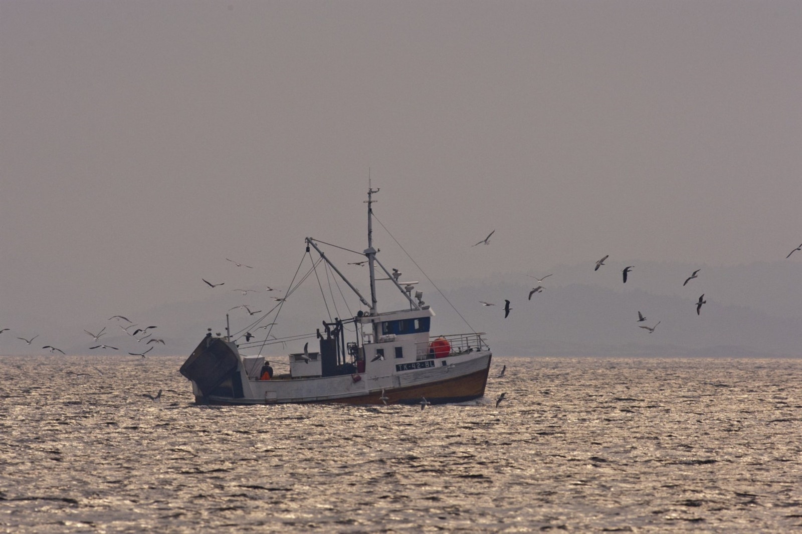 Kortreist - Fersk fisk og skalldyr leveres til fiskemottaket i Langesund. Galleribilde