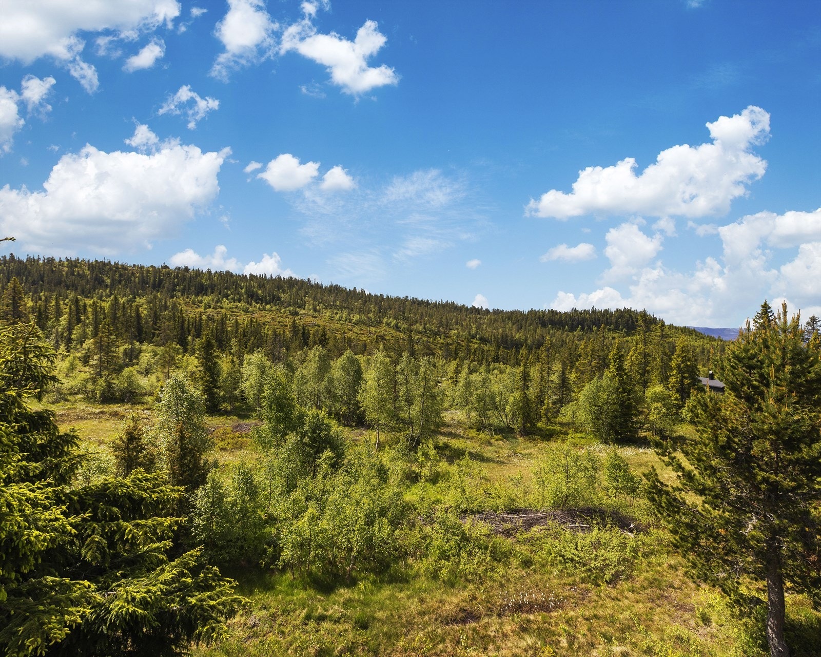 Luftig atmosfære rundt hytten Galleribilde
