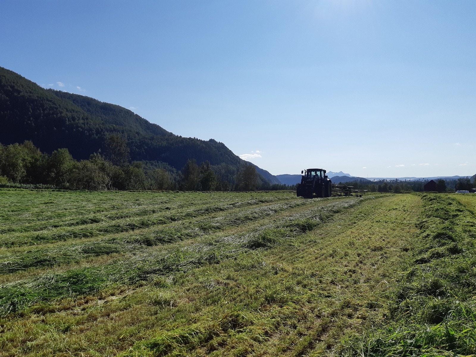 Innmarksbeite rett ved fjøset Galleribilde