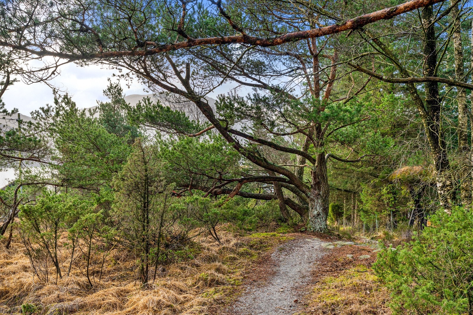 Natur Galleribilde
