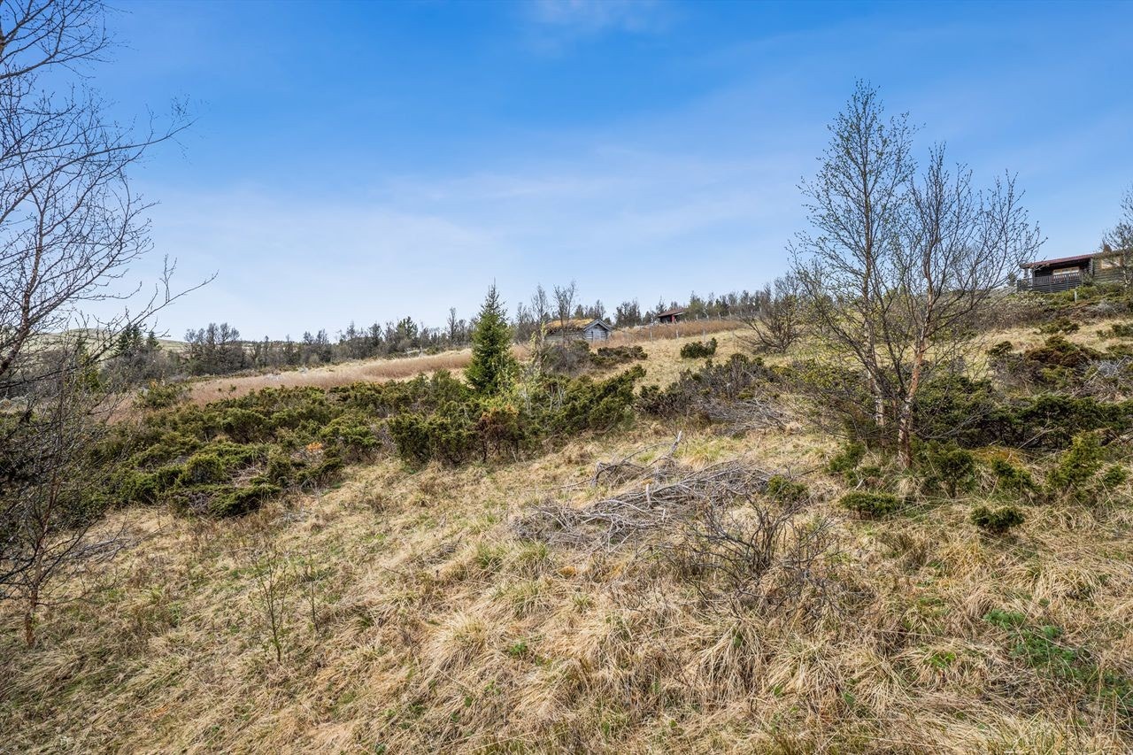 Seterteig på Hokstadkjølen, ca 3,5 km fra gårdstunet. Galleribilde