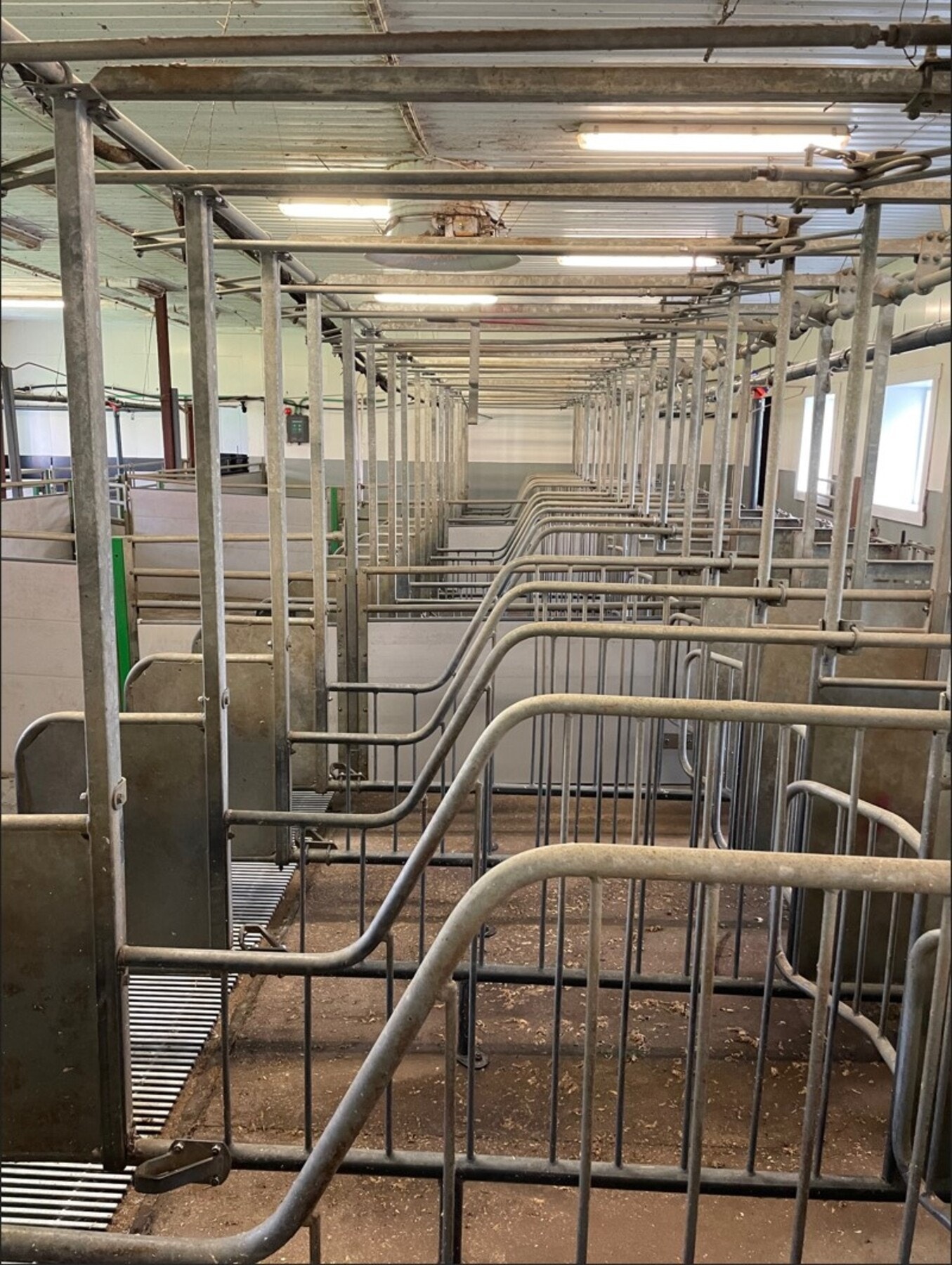 Bilde fra fjøs. Galleribilde