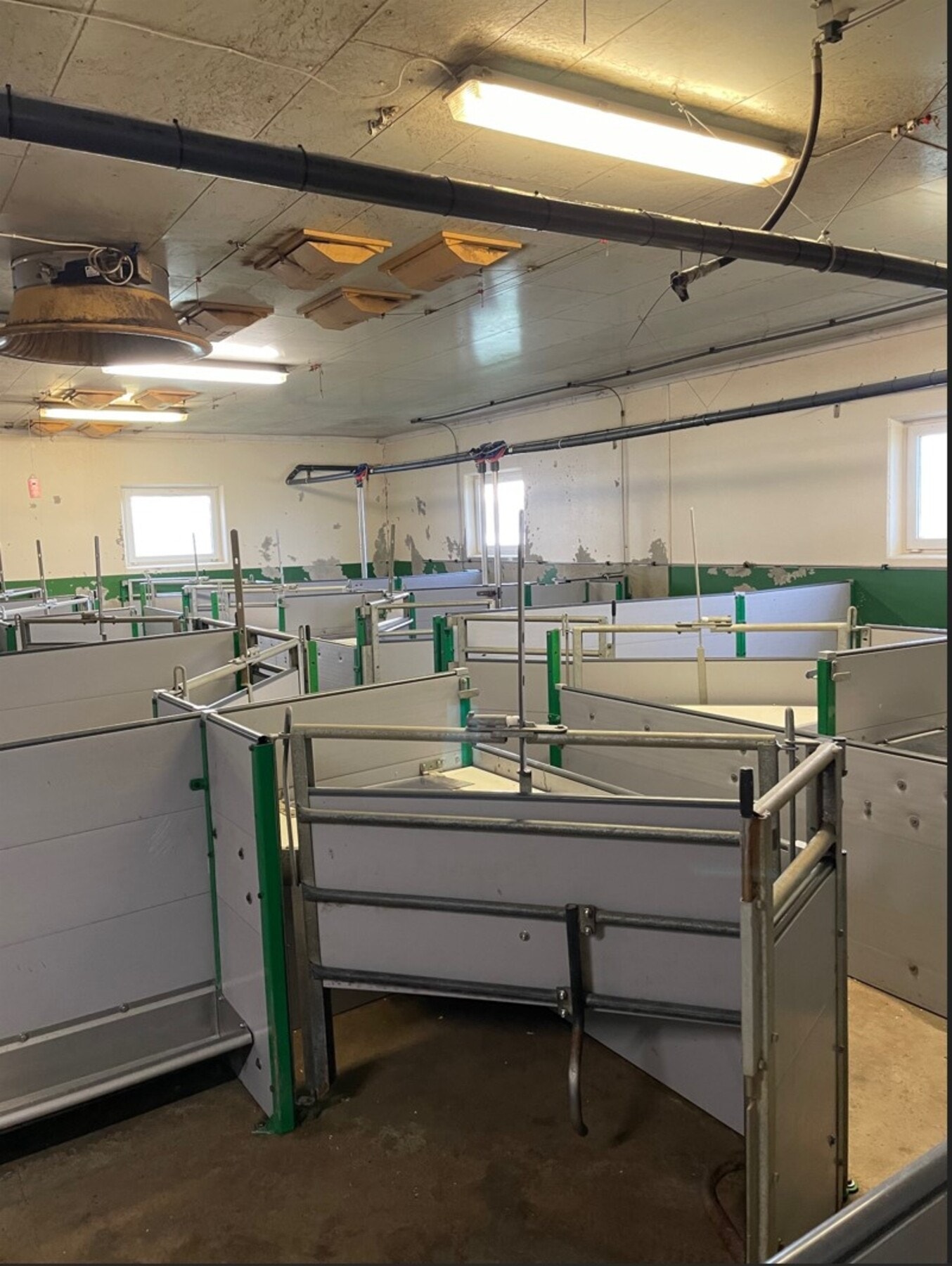 Bilde fra fjøs. Galleribilde