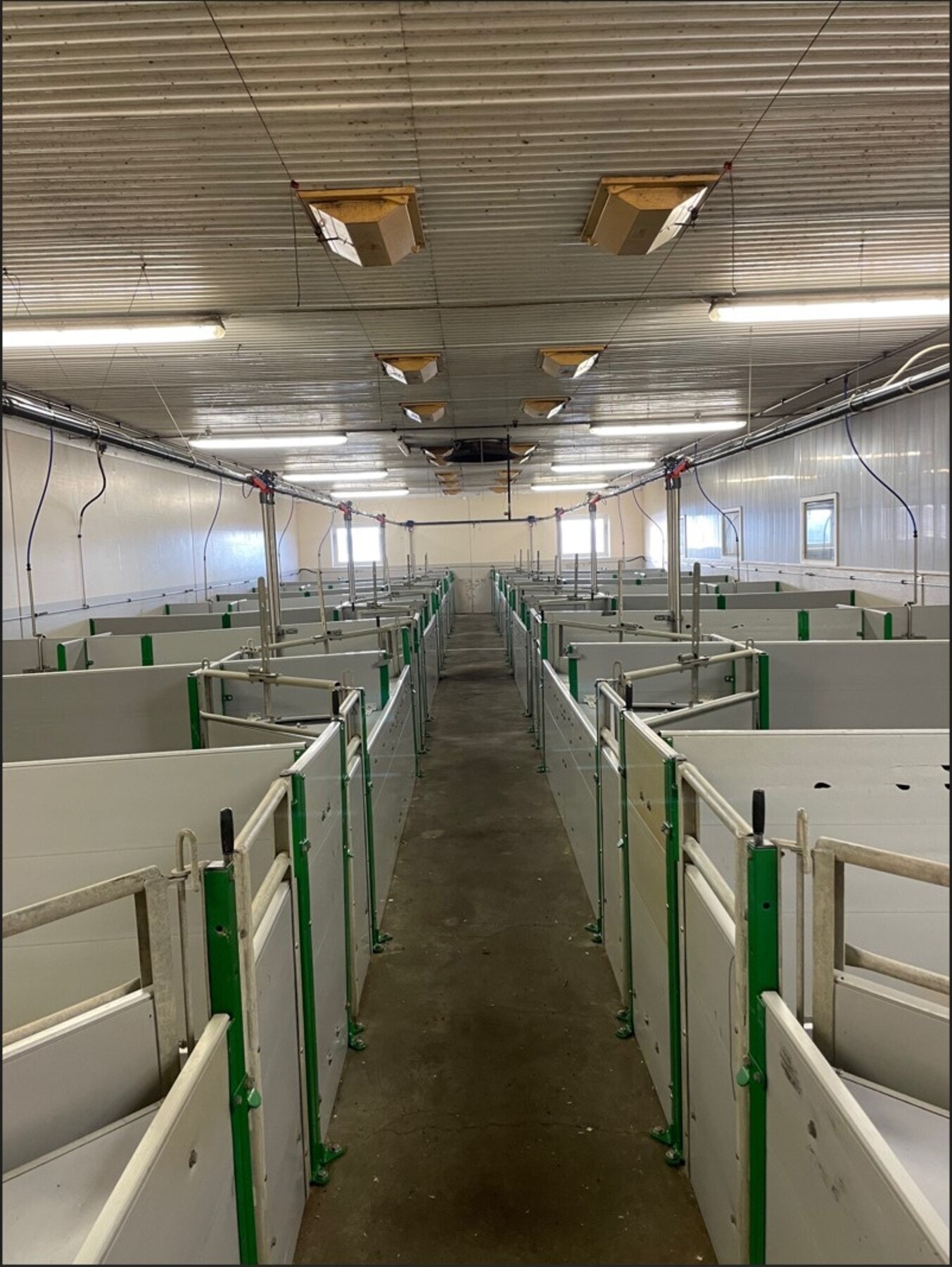 Bilde fra fjøs. Galleribilde