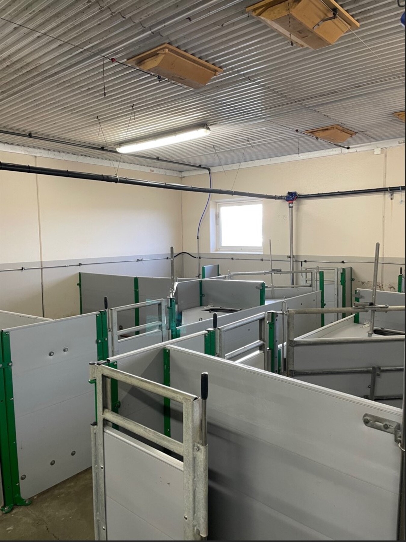 Bilde fra fjøs. Galleribilde