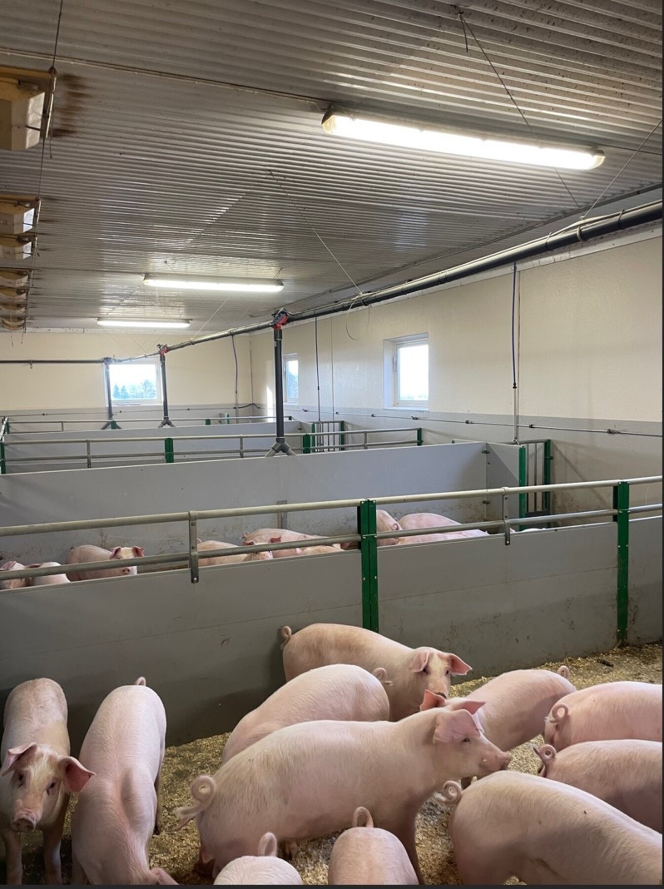 Bilde fra fjøs. Galleribilde