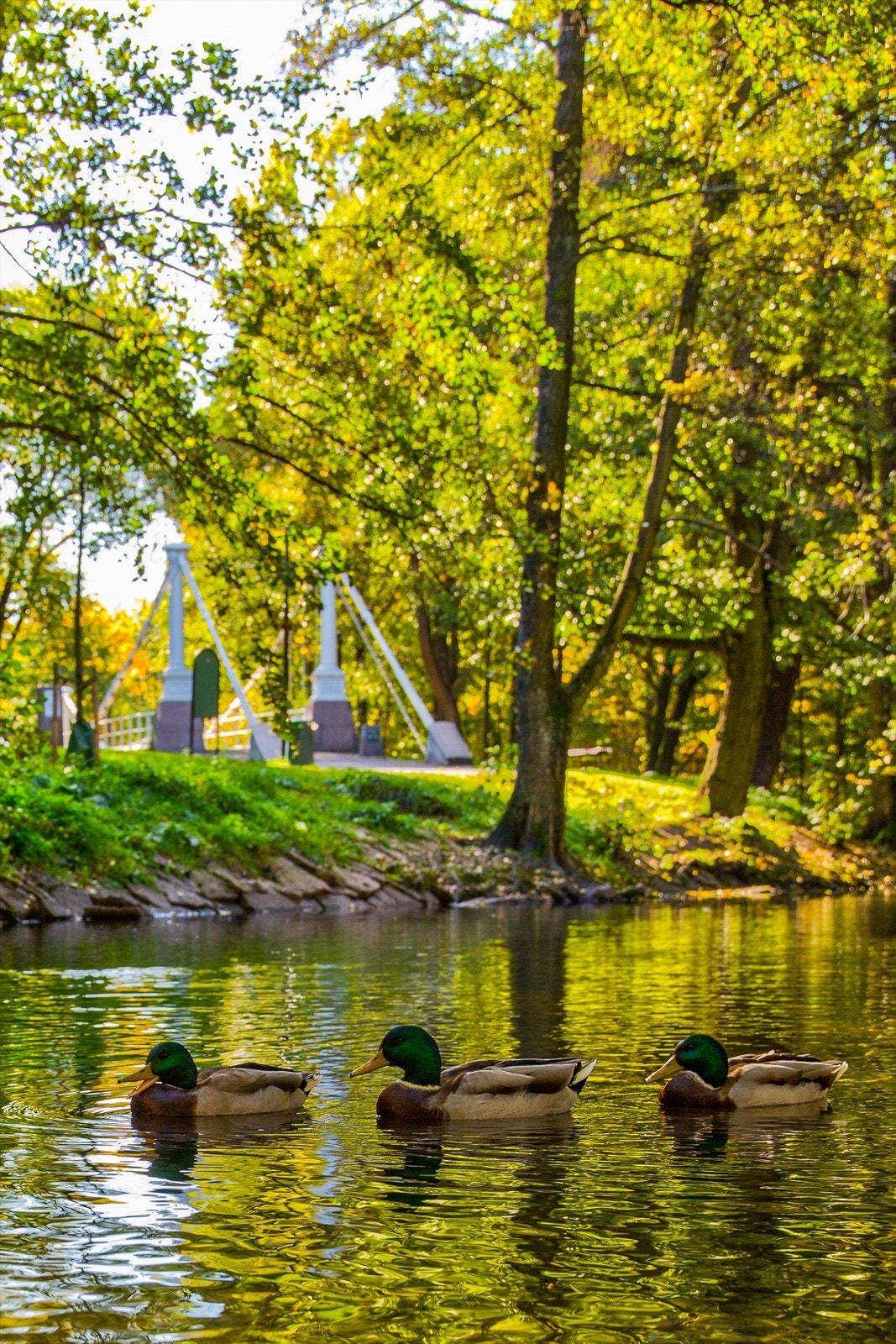 Akerselva slynger seg som en grønn åre gjennom Oslo, og skaper en fredelig kontrast til byens puls. Fra Maridalsvannet i nord renner elva sørover, og passerer gjennom vakre parker, historiske industribygg og levende nabolag - som Grünerløkka. Galleribilde