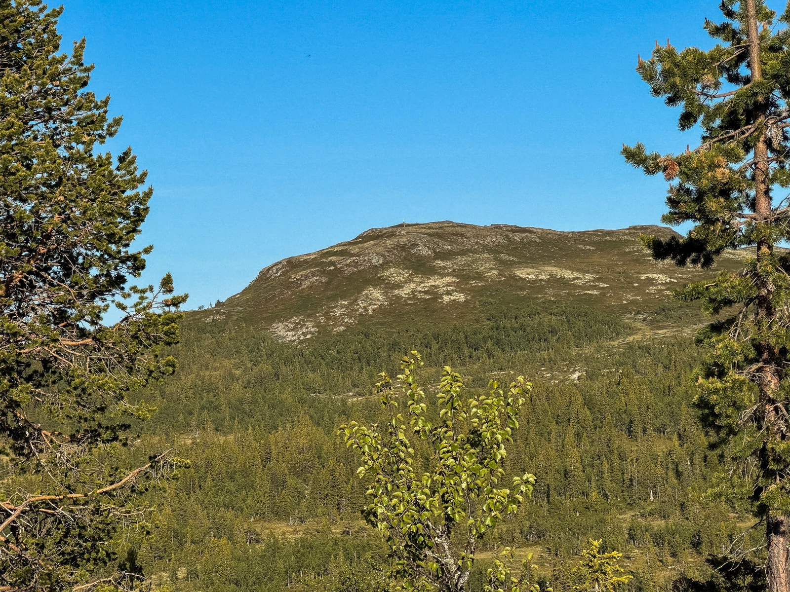 Fra tomten ser du blant annet rett inn i det lokale snaufjellet Galleribilde