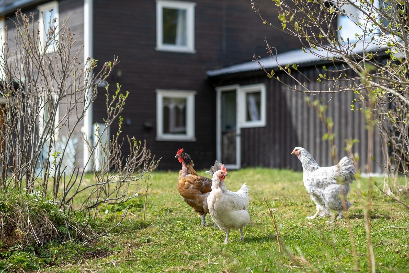 Landlige omgivelser Galleribilde