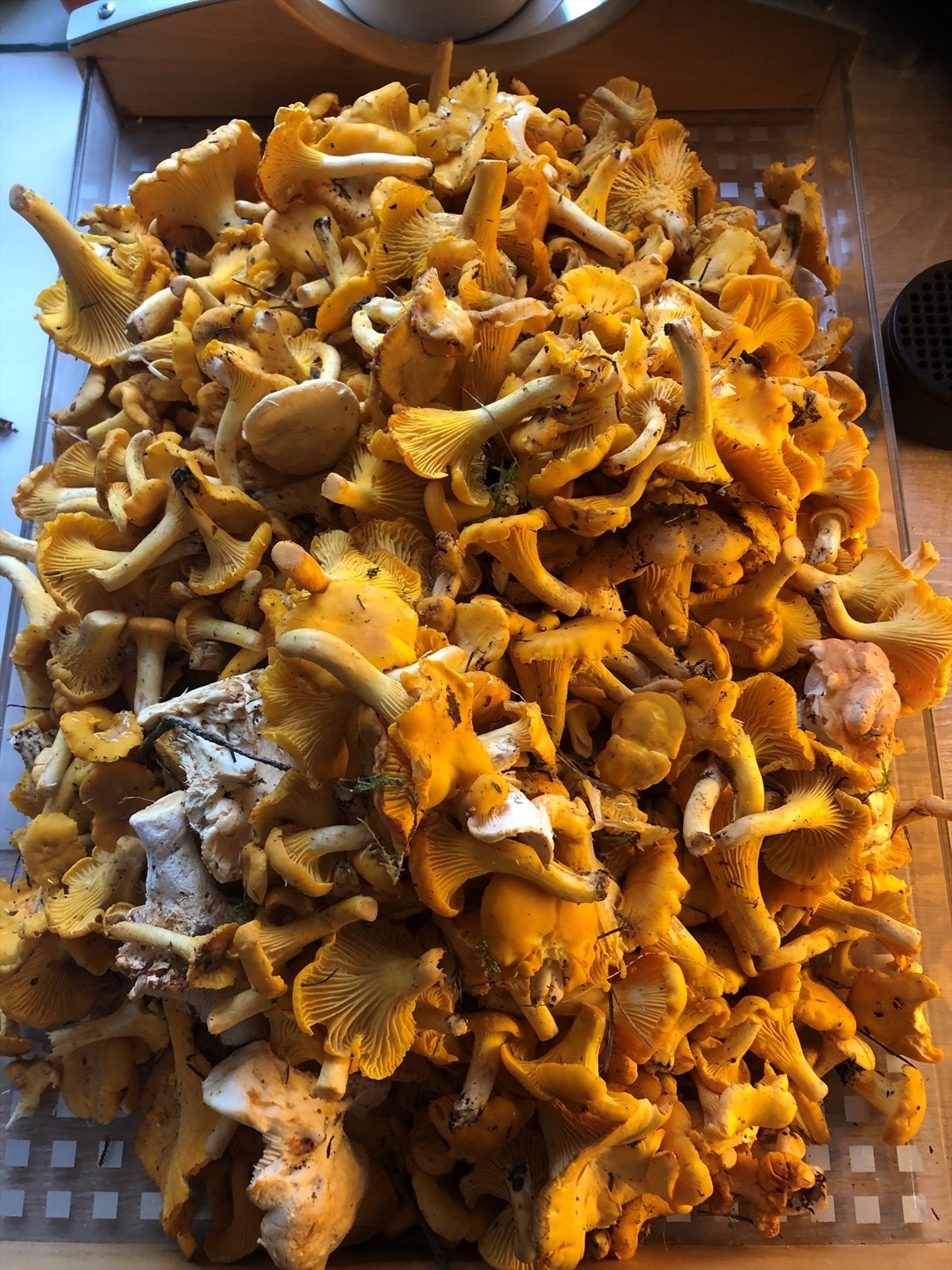 Resultatet av en tur i nærområdet. Galleribilde