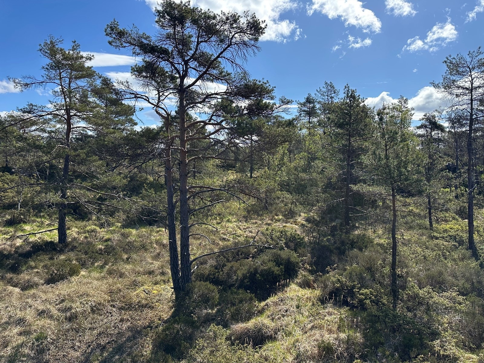 Tomten er på hele 1.991,5m² Galleribilde
