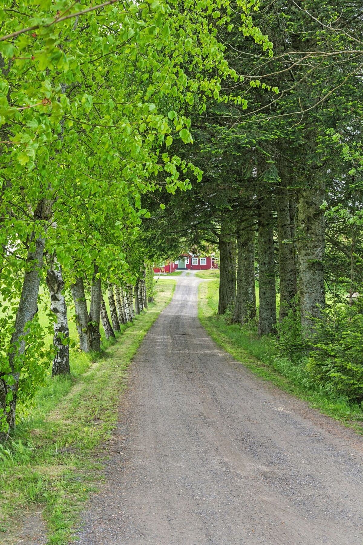 Innbydende allé opp til eiendommen Galleribilde