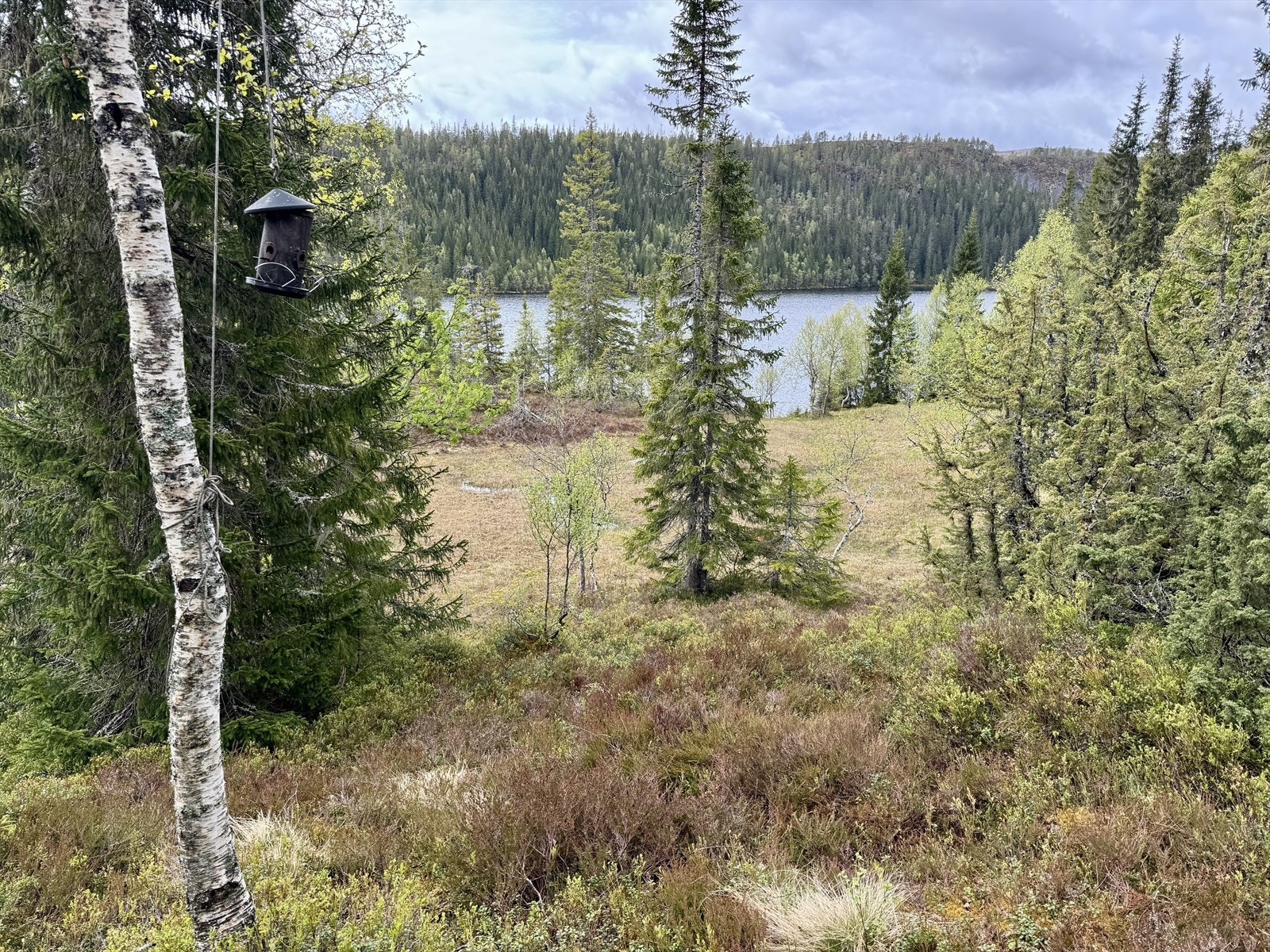 Omgivelser Galleribilde