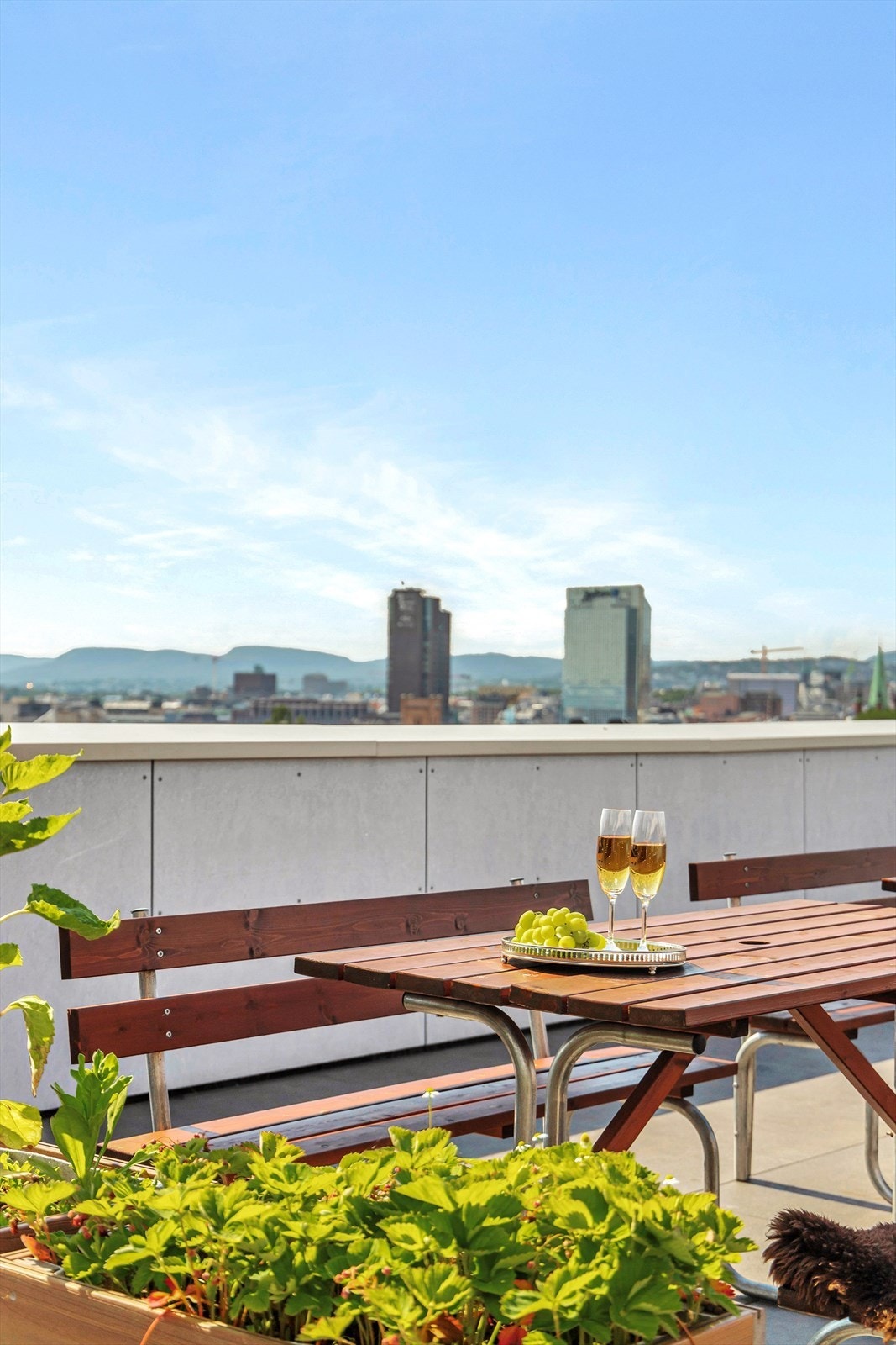 Sameiet har en fantastisk takterrasse med utsikt over Oslo og sjøen. Galleribilde