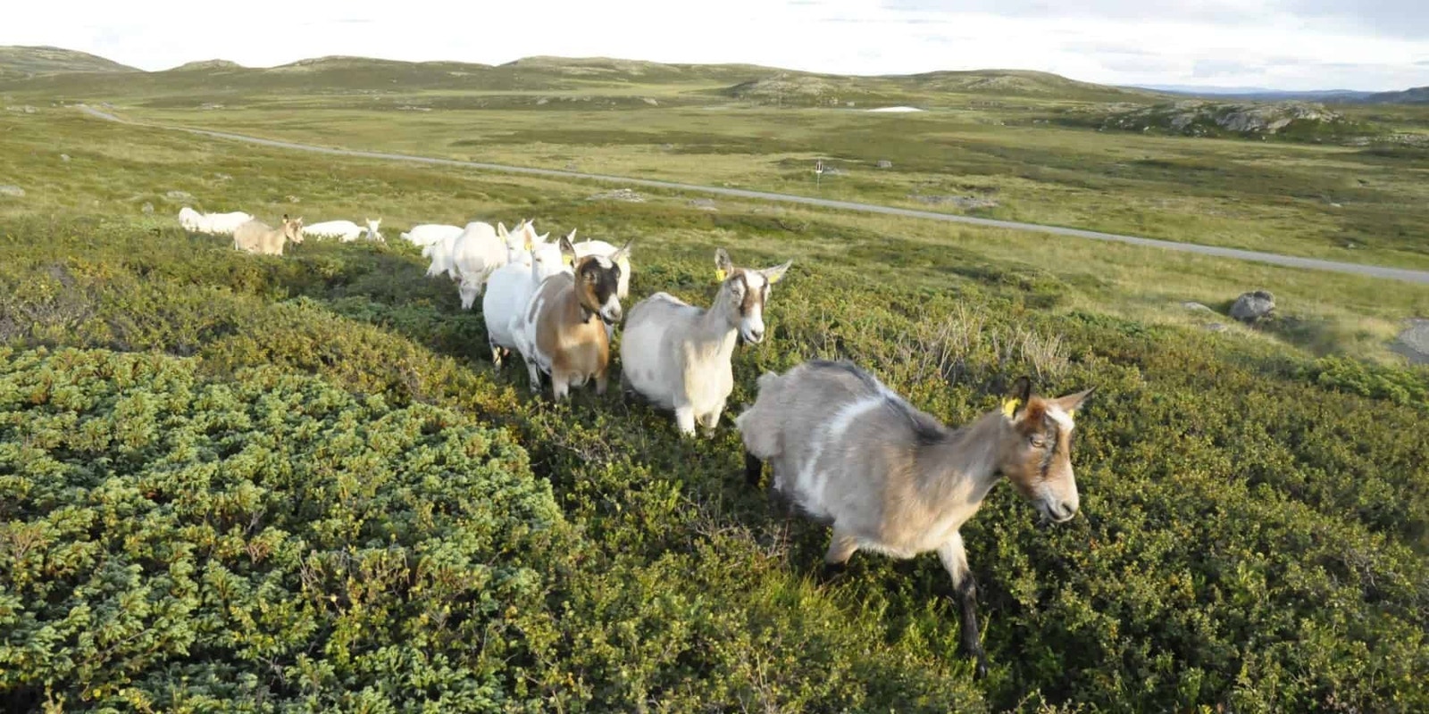 Fjellområde rundt Leveldåsen Galleribilde