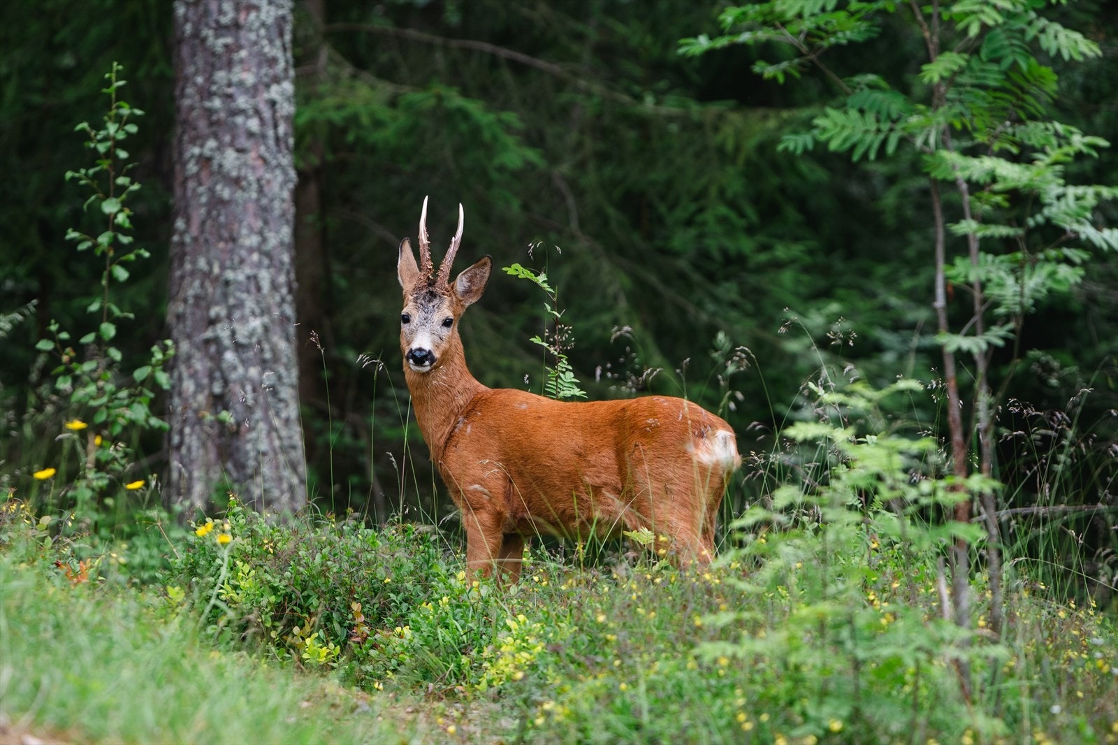 Naturskjønne og idylliske omgivelser rett ved marka Galleribilde