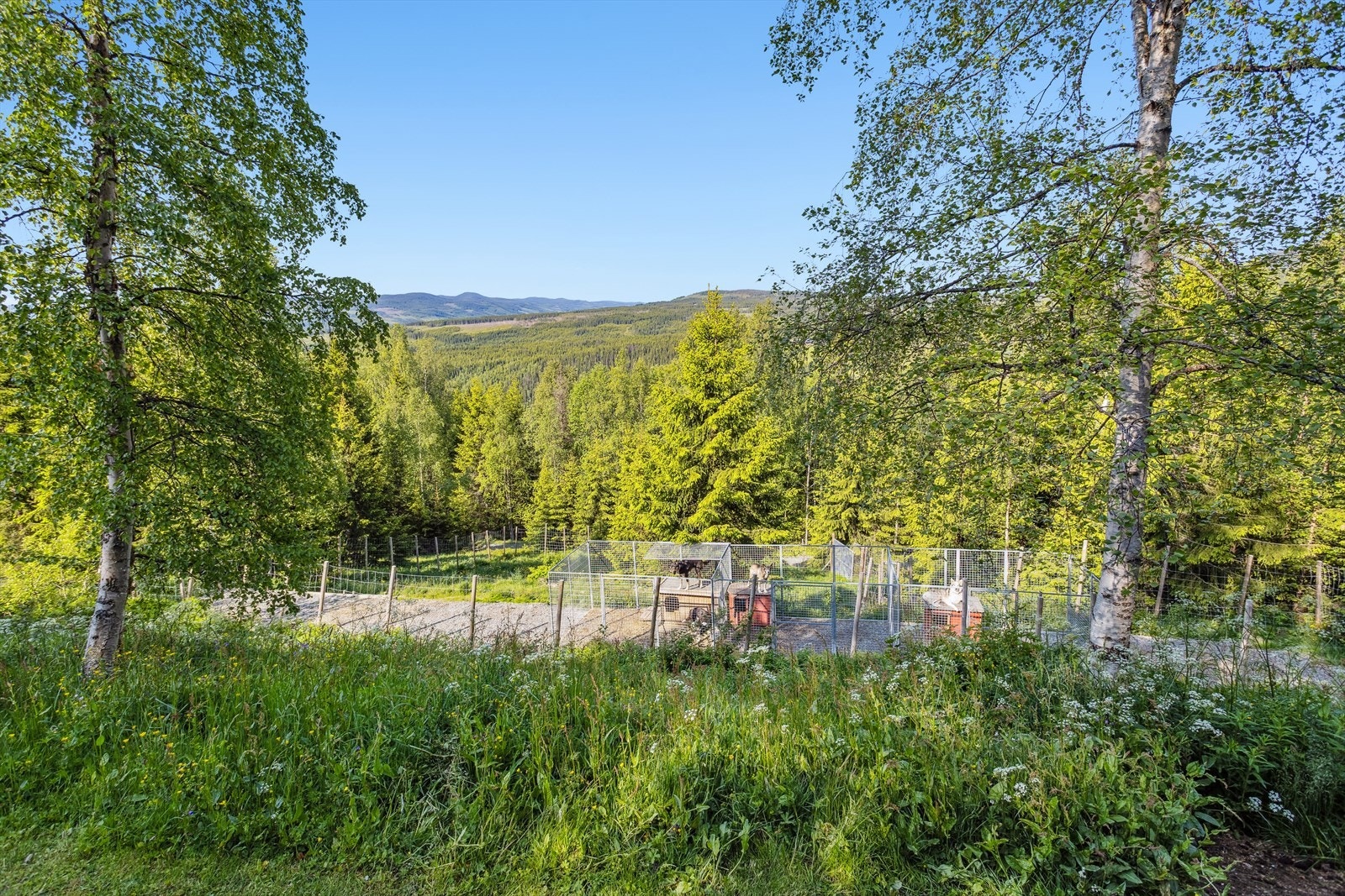 Stort inngjerdet område (ca. 500 kvm) tilrettelagt for hundehold. Galleribilde