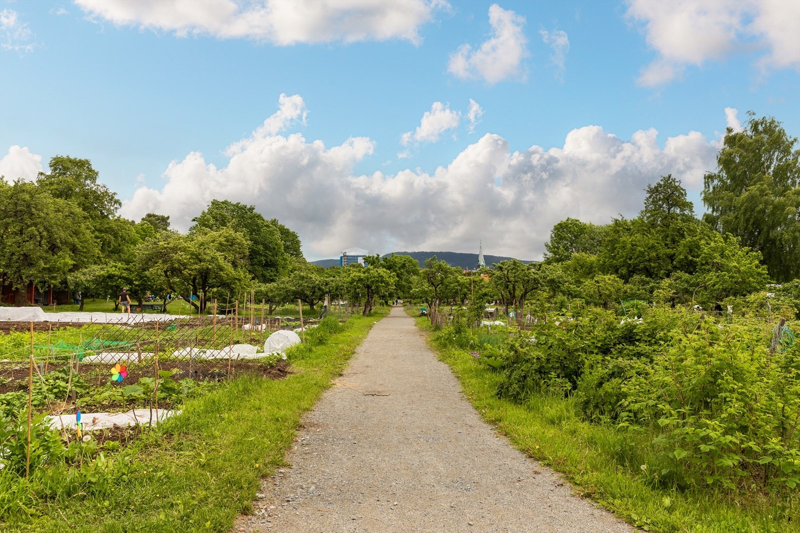 Geitmyra Skolehage er en skjult og grønn oase rett ved leiligheten. Galleribilde