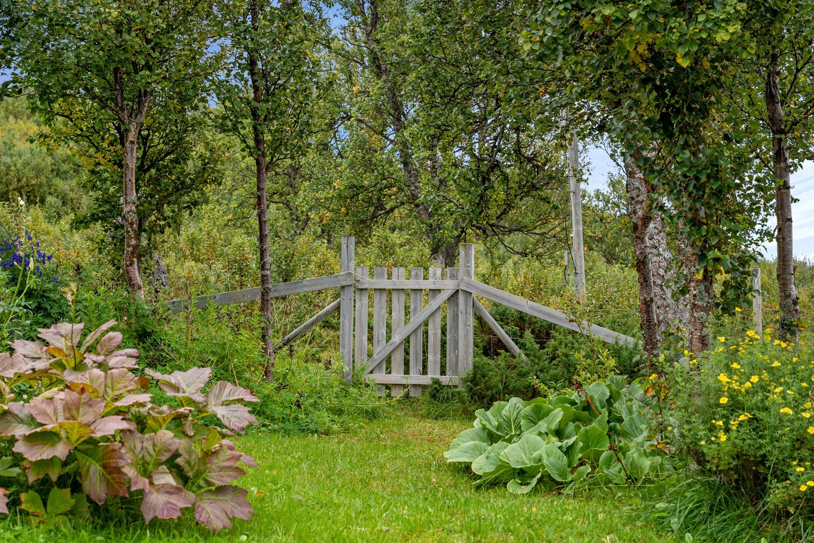 Inngjerdet hage Galleribilde