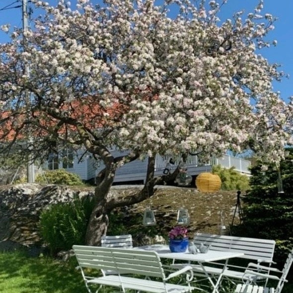 Selgers private sommerbilde. Her står det ærverdige epletreet i full blomstring. Galleribilde