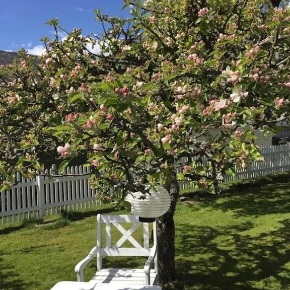 Selger bilde. Sjeldent vinterepletre i blomst. Galleribilde