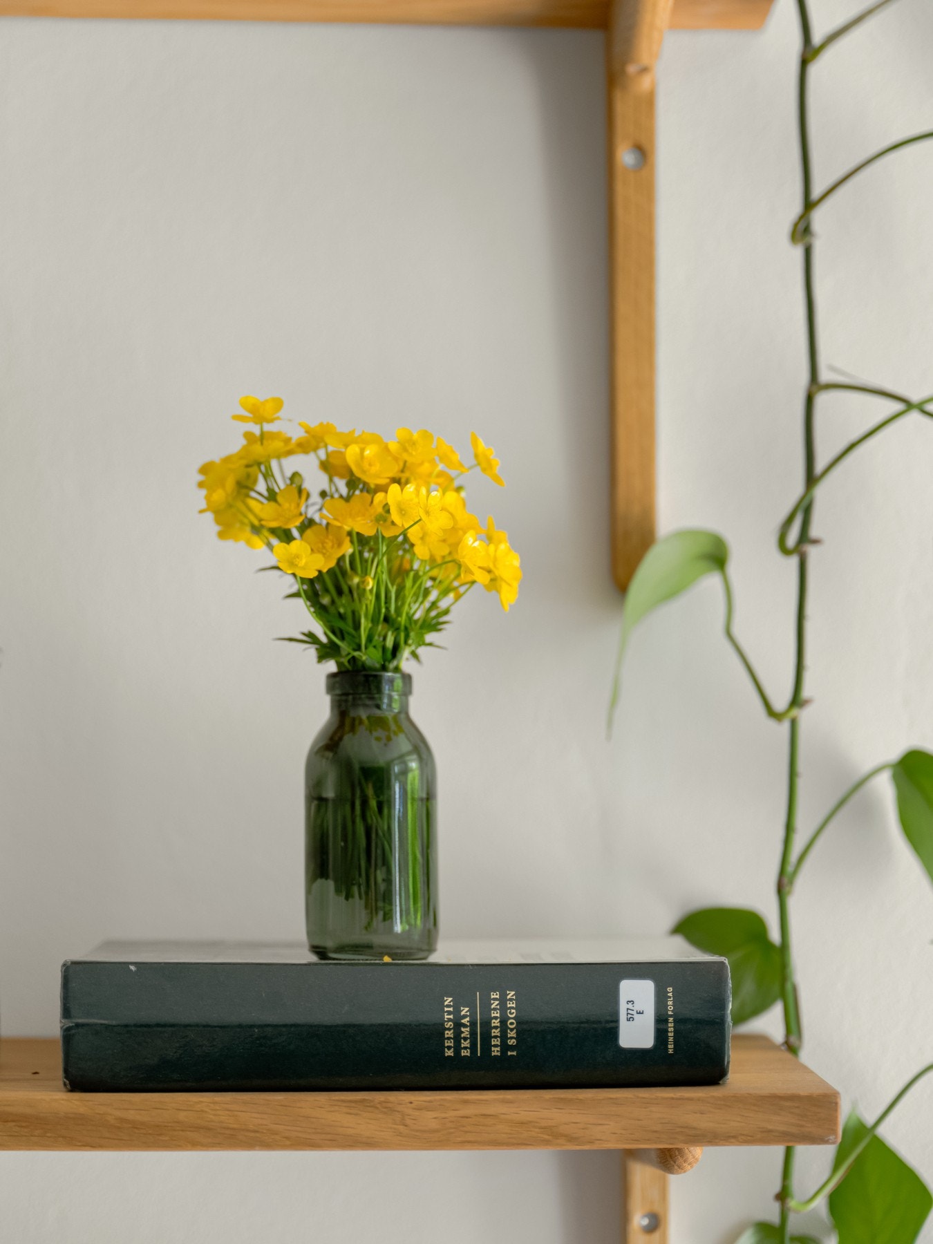 Sees vi? Galleribilde