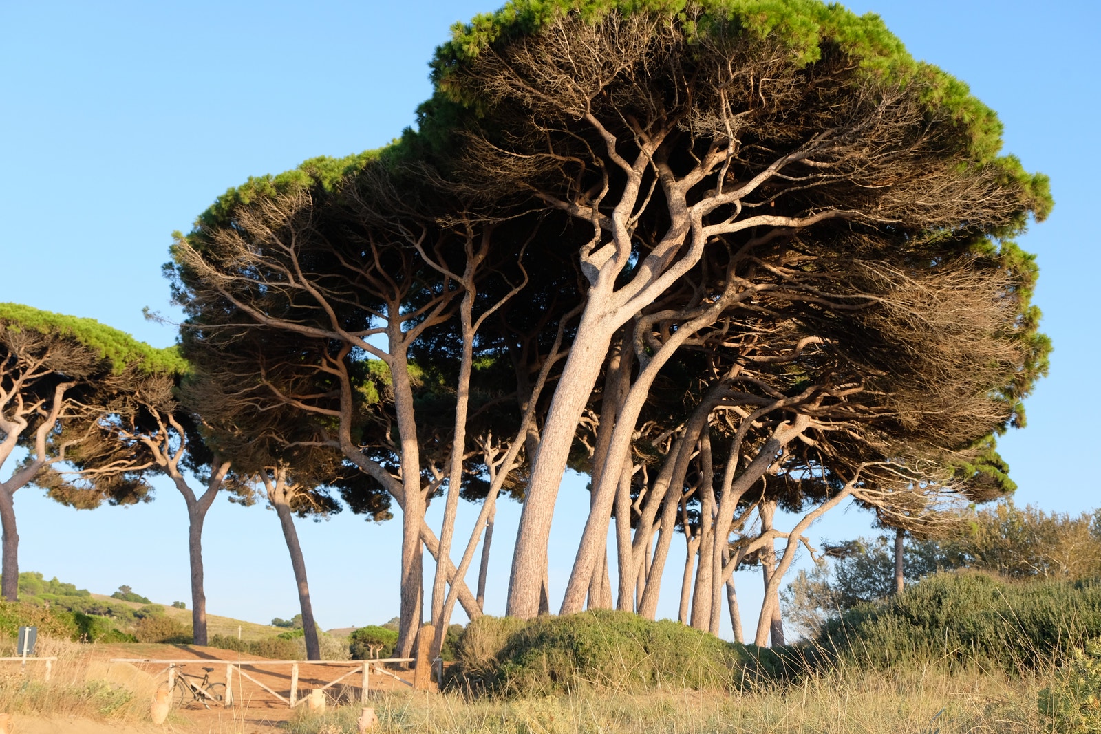 Strand ved Suvereto Galleribilde