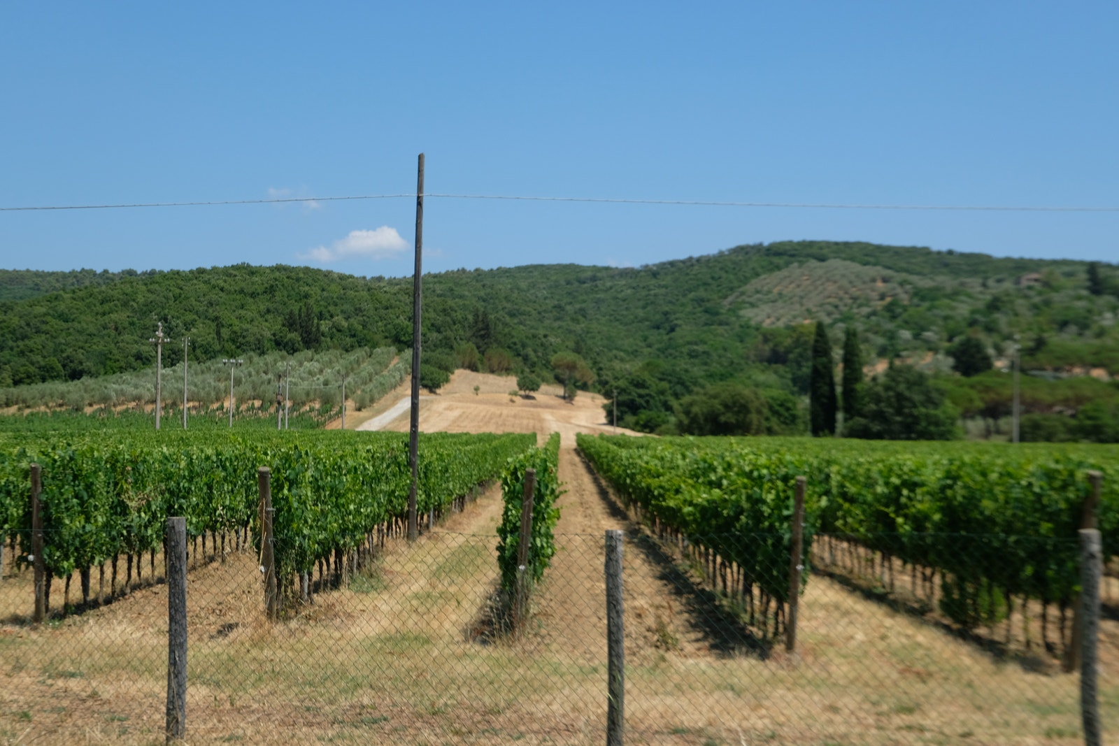 Suvereto og området. Galleribilde