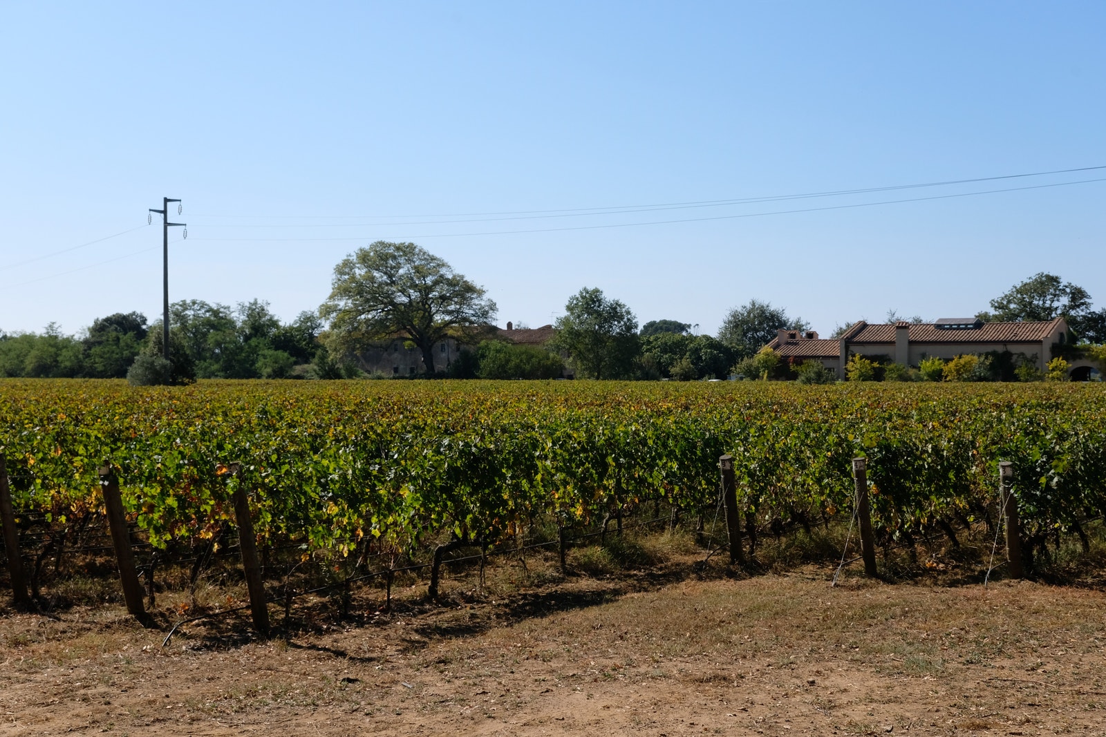 Bolgheri vindistrikt Galleribilde