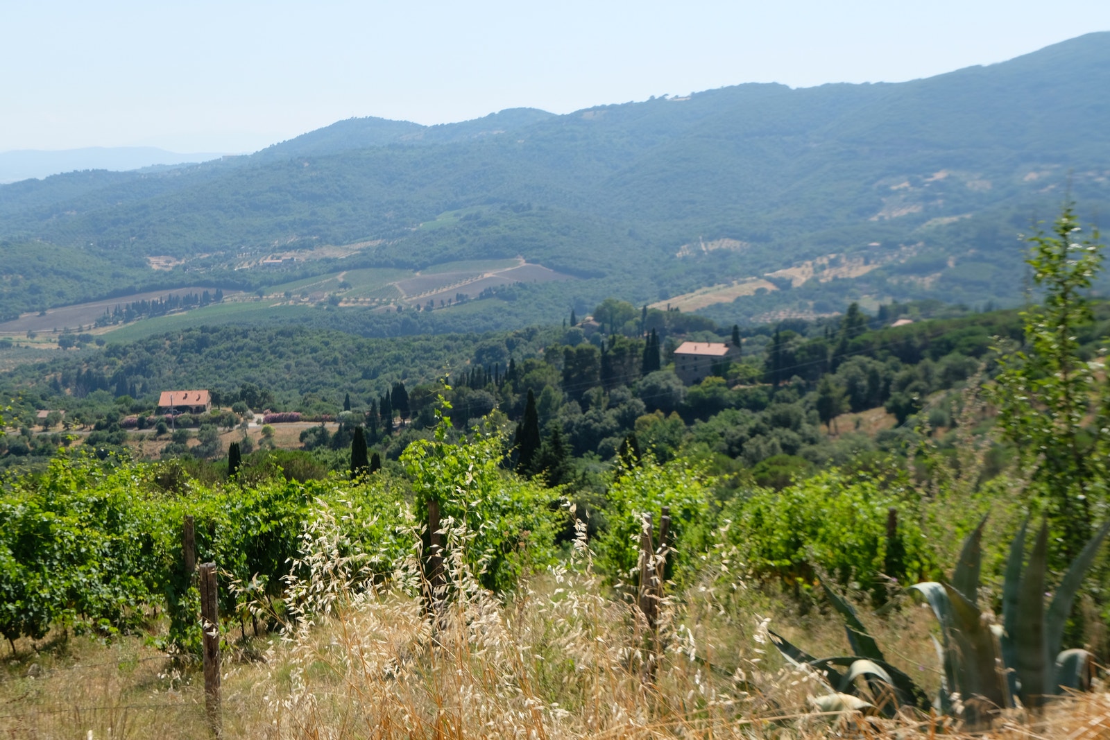 Vi har en flott vingård like op oversiden av vår eiendom. Galleribilde