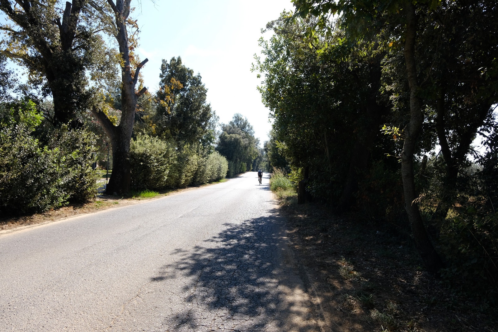 Bolgheri vindistrikt Galleribilde