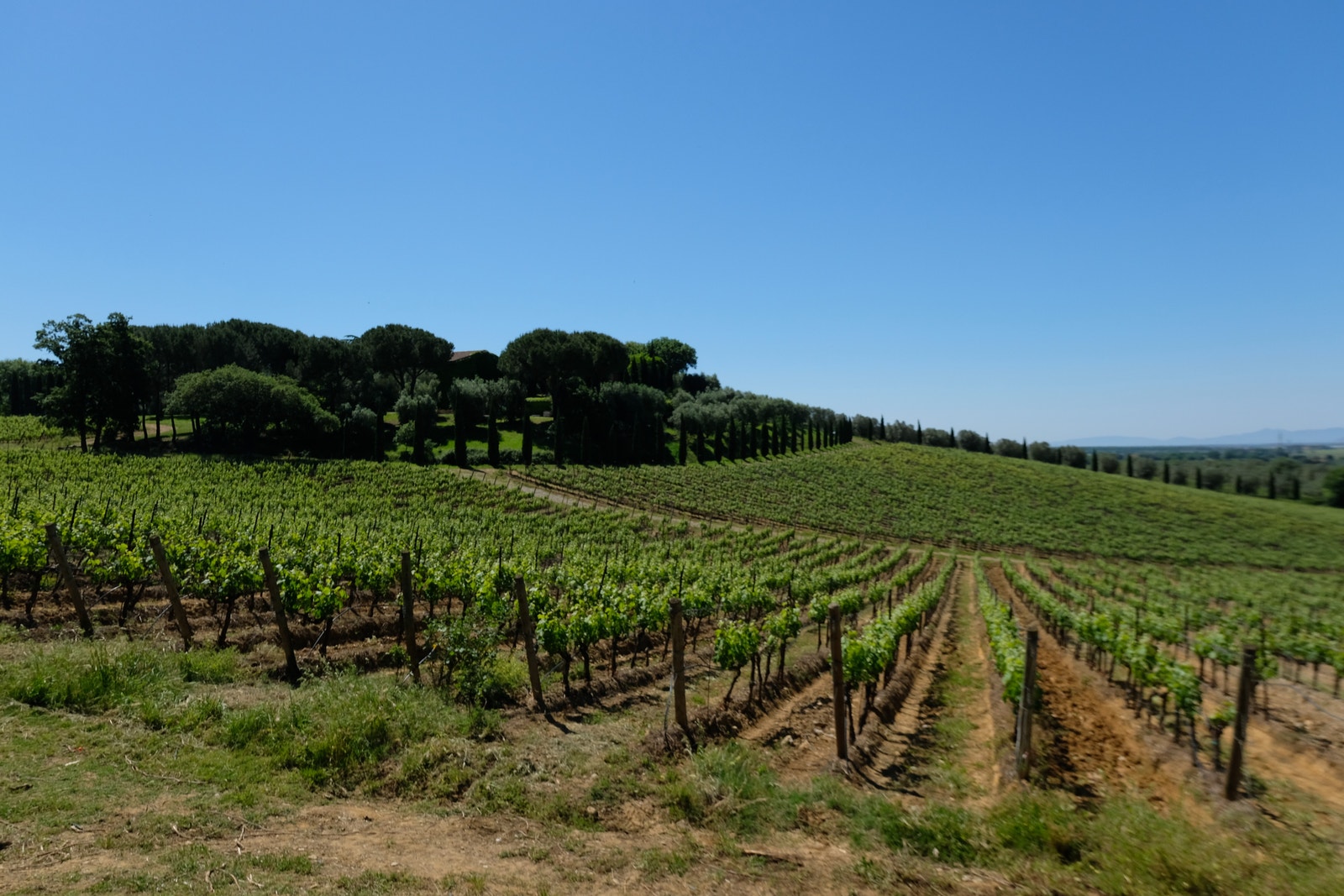 Fra vår eiendom så har vi utsikt til Cantina Petra. Galleribilde