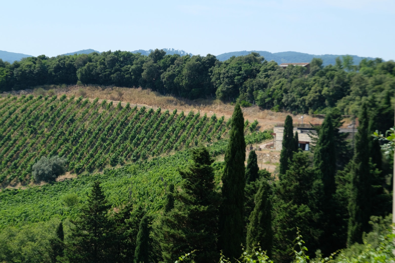 Suvereto er vinbyen "La Citta del Vino". Vi har en flott vingård bare noen meter unna. Galleribilde