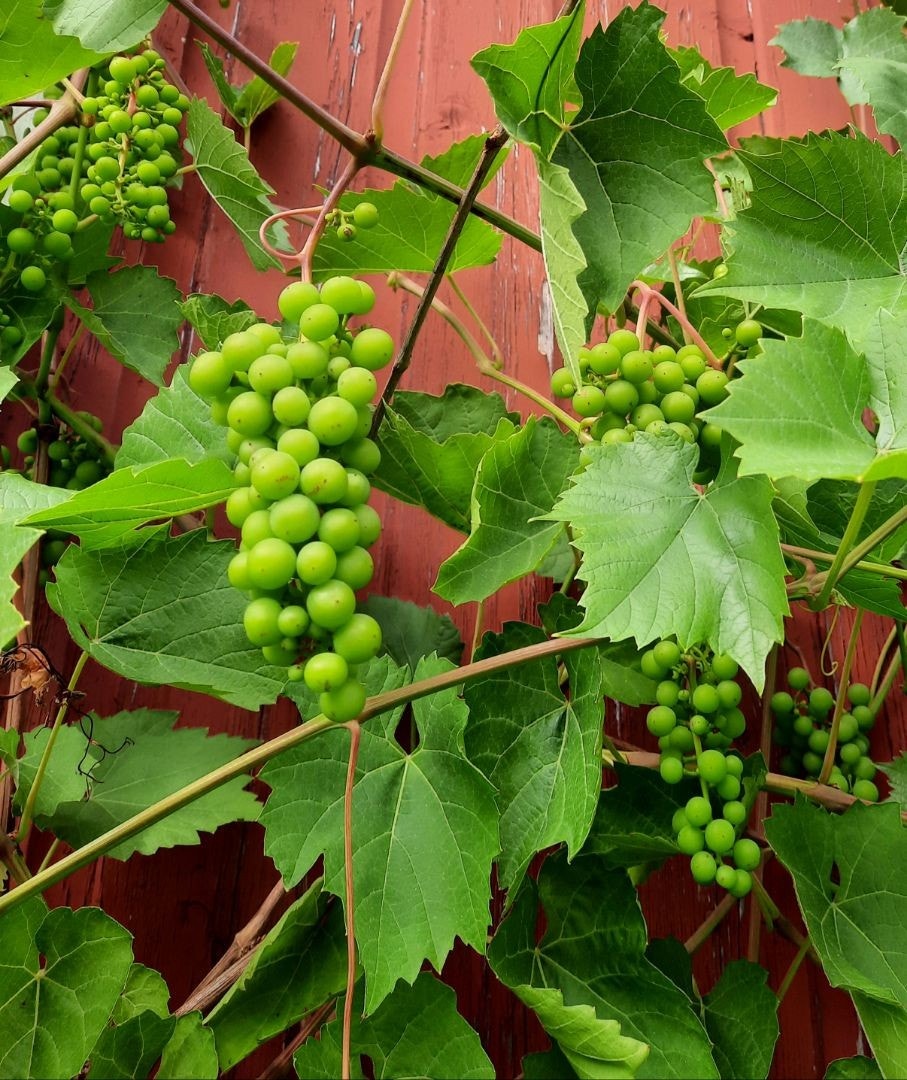 Privat bilde Galleribilde