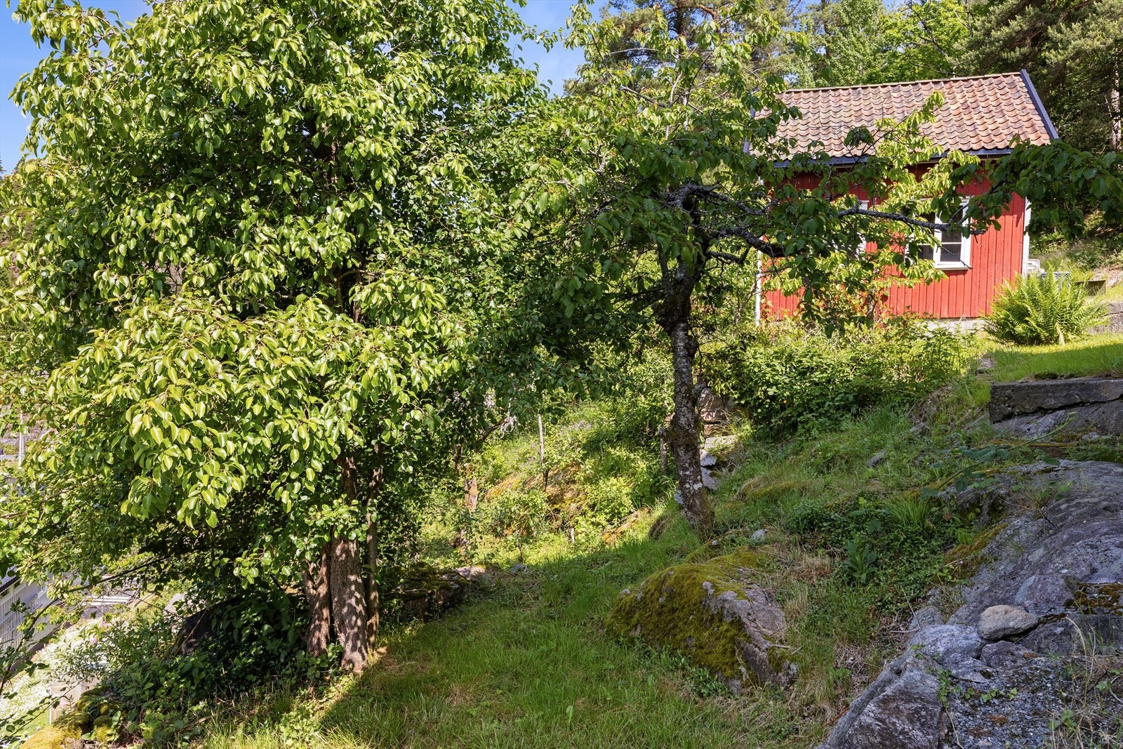 Flere frukttrær på tomten Galleribilde