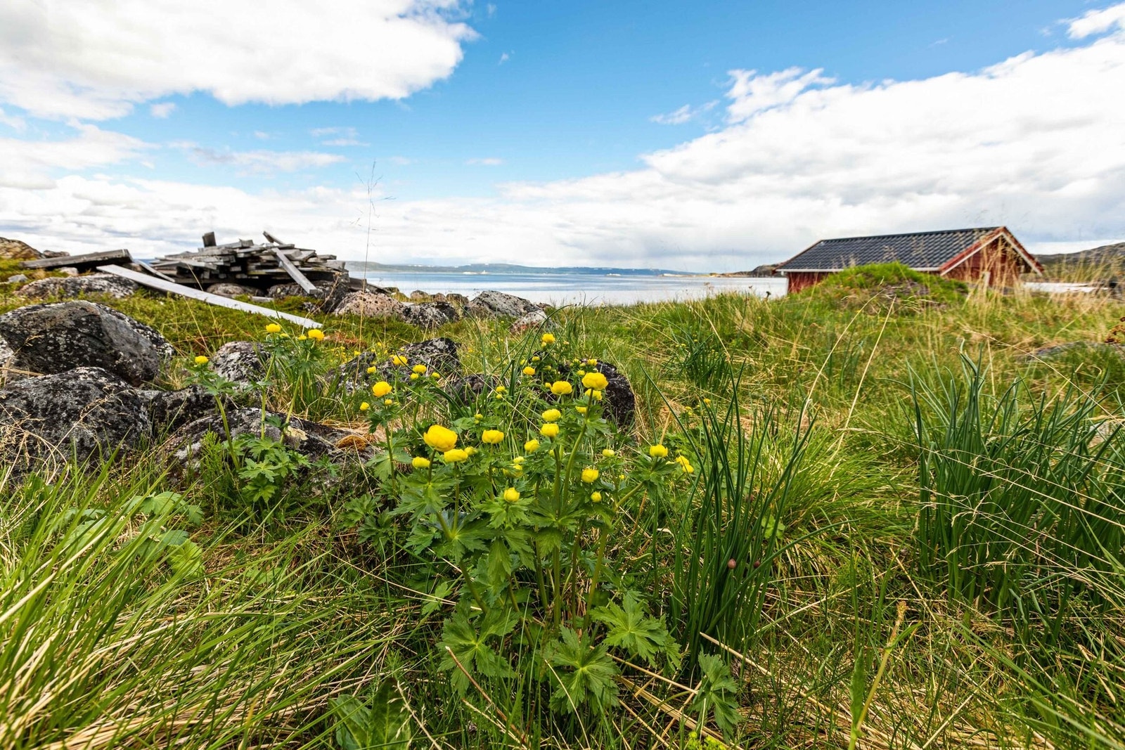 Frodig område rundt hytta Galleribilde