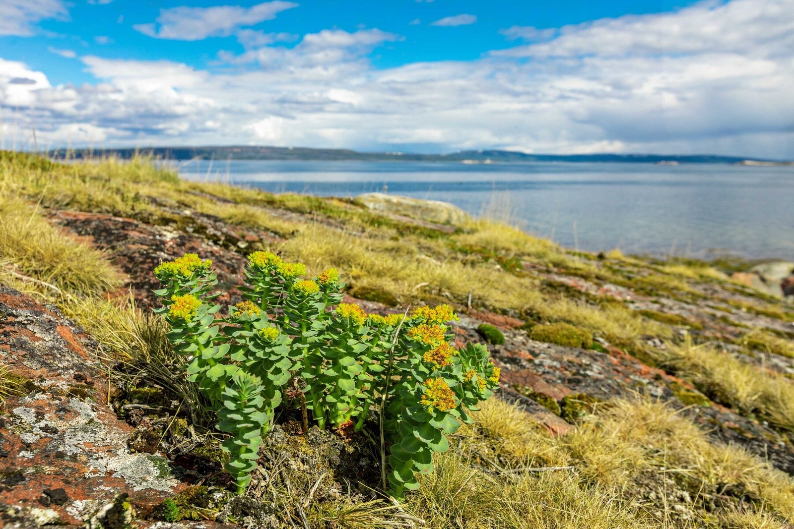 Området rundt hytta er bestående av lyng og gress Galleribilde