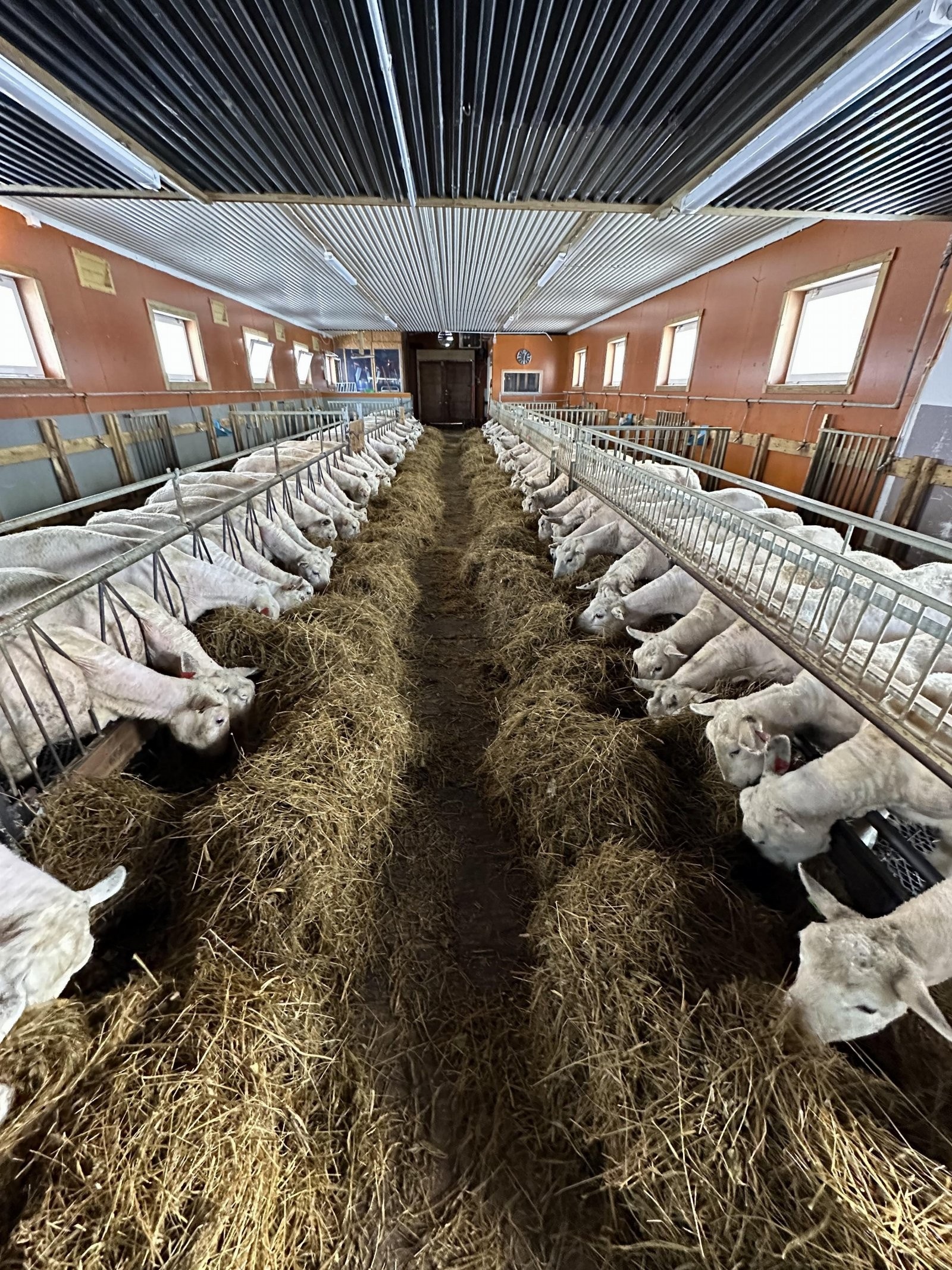 Husdyrrom for sau Galleribilde