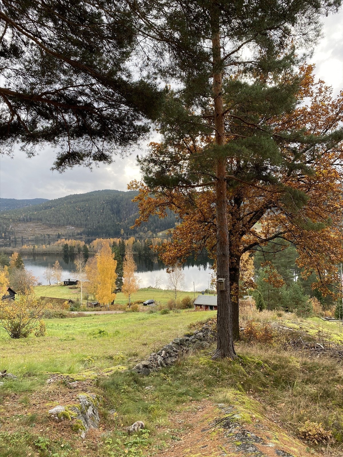 En del av tomten er fulldyrka jord, men gode muligheter for dyrking. Det står også en flott eik i nedre del av tomta. Galleribilde