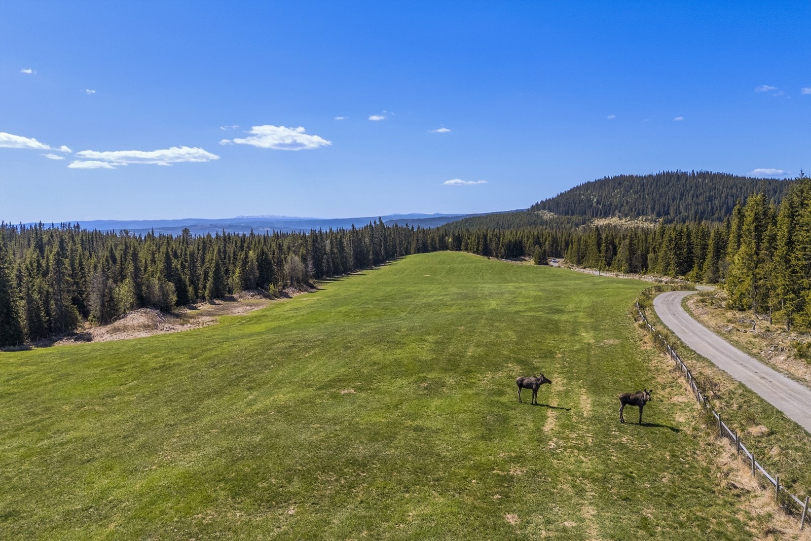 Elg på en av teigene hvor det dyrkes gras Galleribilde