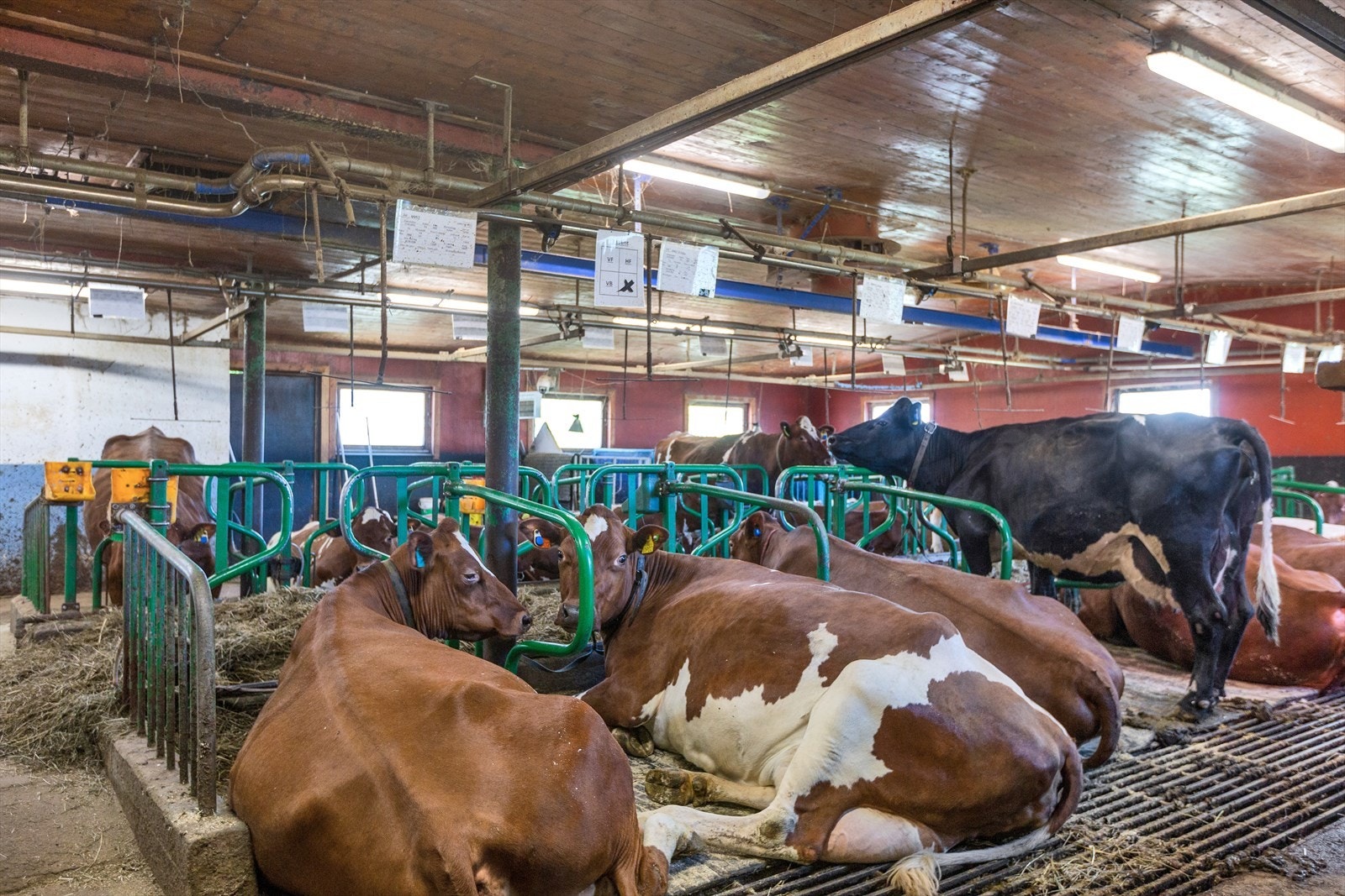 Det er produksjonskapasitet på 150 tonn Galleribilde