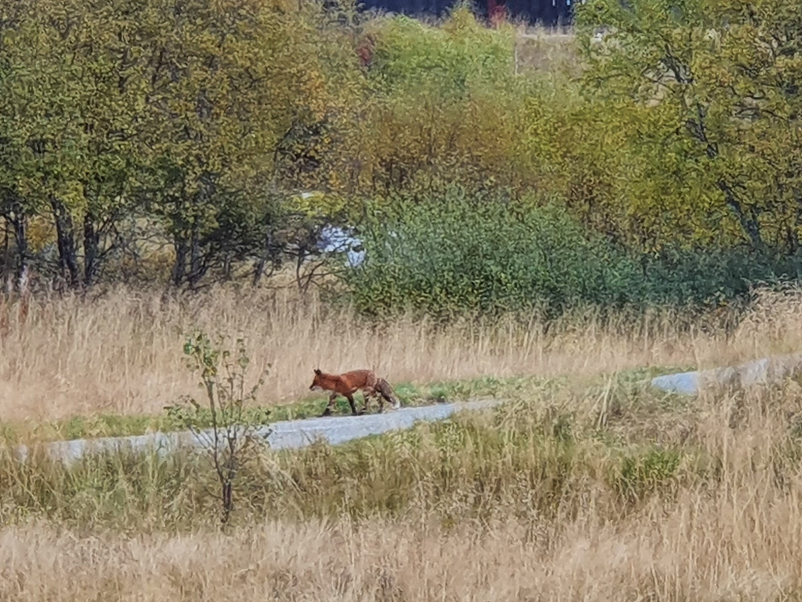 Området har et yrende dyreliv med blant annet rev og hare Galleribilde